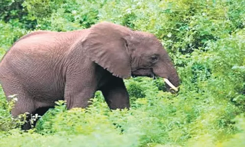 Odisha: ओडिशा में हाथी के हमले में व्यक्ति और उसकी बेटी घायल Odisha: ओडिशा में हाथी के हमले में व्यक्ति और उसकी बेटी घायल