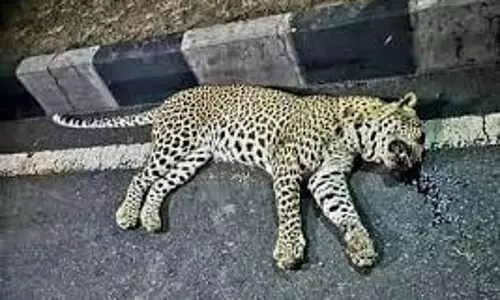 MP News: राष्ट्रीय राजमार्ग पर अज्ञात वाहन की टक्कर से तेंदुए की मौत