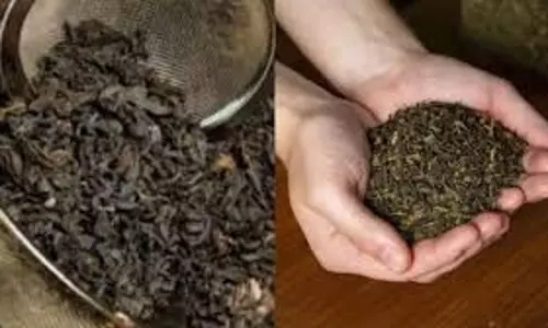 UP News:  नकली चायपत्ती फैक्ट्री का भंडाफोड़, मालिक सहित  कर्मचारि गिरफ्तार