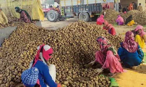 Haryana :  आलू उत्पादन लागत बढ़ने और कीमतों में गिरावट से किसान चिंतित