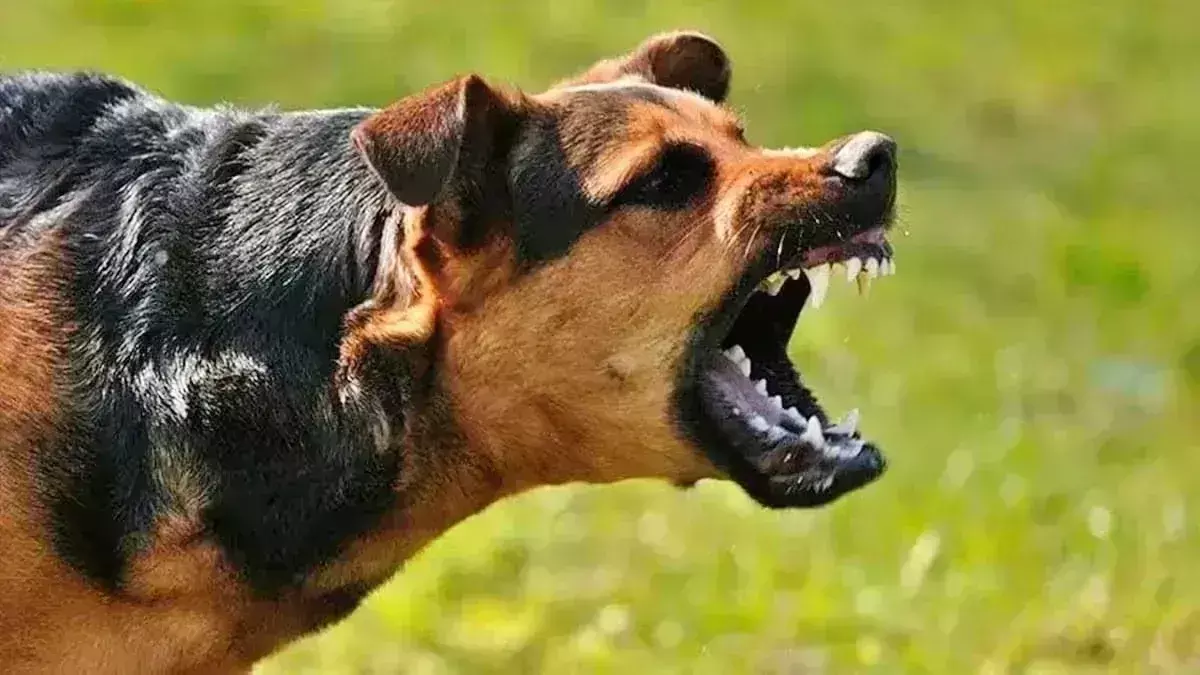 Meerut: लक्ष्मीनगर में कुत्ते ने बच्ची समेत चार को काटा Meerut: लक्ष्मीनगर में कुत्ते ने बच्ची समेत चार को काटा