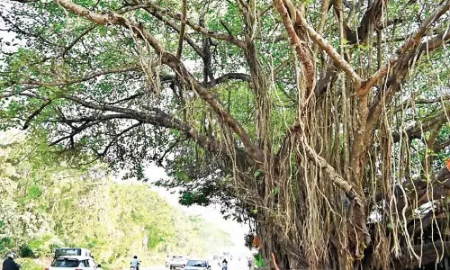 Porvorim में स्थानांतरित किए गए पेड़ों के गलत प्रबंधन को लेकर कार्यकर्ता ने सरकार की आलोचना की Porvorim में स्थानांतरित किए गए पेड़ों के गलत प्रबंधन को लेकर कार्यकर्ता ने सरकार की आलोचना की