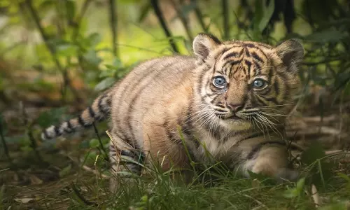 भुवनेश्वर के Nandankanan Zoo में बाघ शावक की मौत, यहां देखें पूरी जानकारी भुवनेश्वर के Nandankanan Zoo में बाघ शावक की मौत, यहां देखें पूरी जानकारी