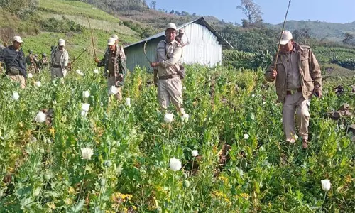 Manipur: सेनापति में 15 एकड़ अफीम की फसल नष्ट