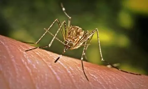 Australia: ऑस्ट्रेलियाई राज्य में जापानी इंसेफेलाइटिस की चेतावनी जारी की गई