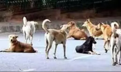 Ludhiana: आवारा कुत्तों की नसबंदी कराएगा प्रशासन, प्राइवेट फर्म के साथ करार किया Ludhiana: आवारा कुत्तों की नसबंदी कराएगा प्रशासन, प्राइवेट फर्म के साथ करार किया