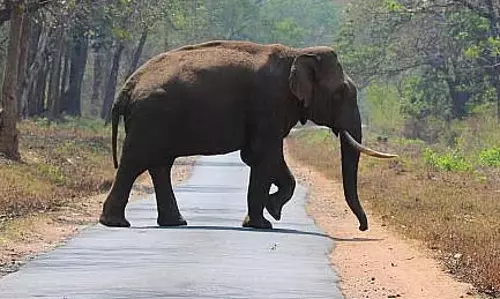 Karnataka : हाथी के हमले में 62 वर्षीय व्यक्ति की मौत Karnataka : हाथी के हमले में 62 वर्षीय व्यक्ति की मौत