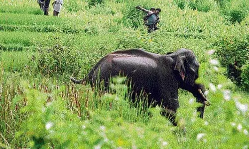 Kerala ने जानवरों के हमले के मद्देनजर केंद्र सरकार से वन्यजीव कानूनों में संशोधन करने का आग्रह किया