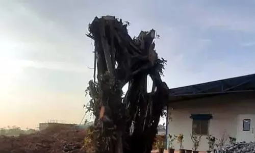 NGO ने पोरवोरिम में पेड़ों के स्थानांतरण में गड़बड़ी का आरोप लगाया