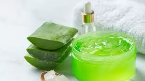 aloe vera gel: क्या सर्दियों में भी त्वचा पर एलोवेरा जेल लगाया जा सकता है, 5 पॉइंट्स में जानें इसका असर