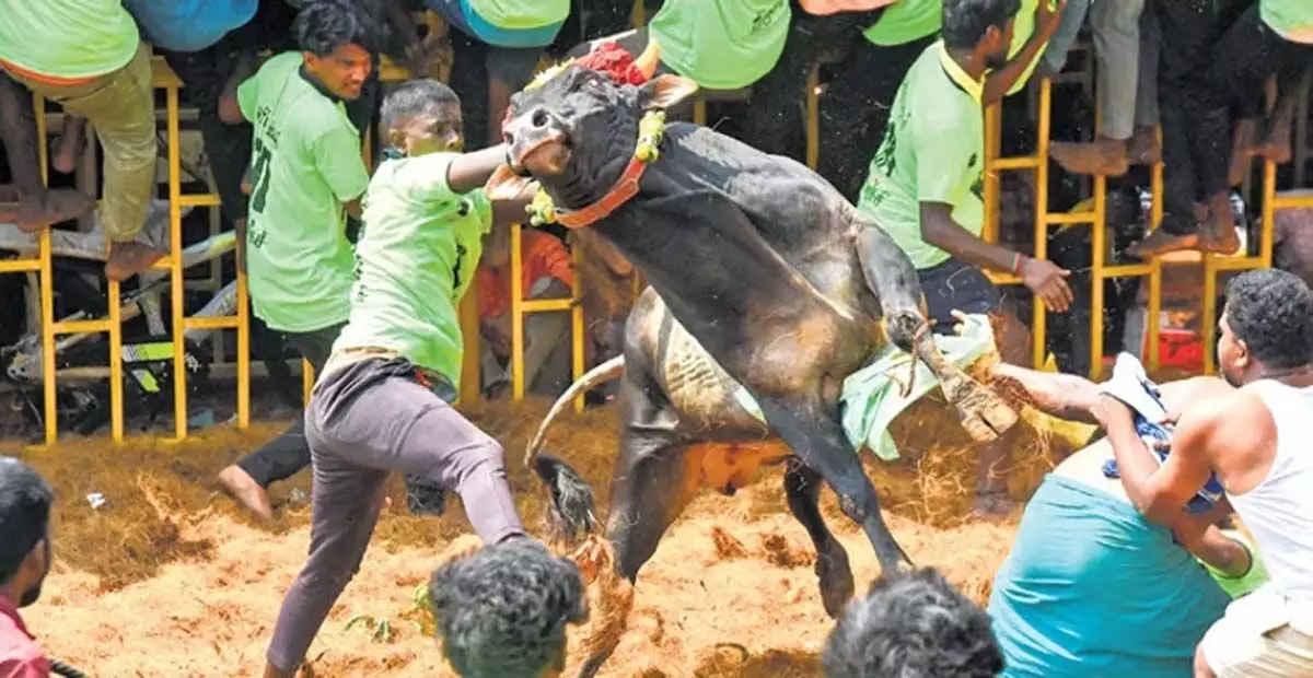 Tamil Nadu: तिरुचि गांव के पेरियासुरियूर में जल्लीकट्टू के दौरान बैल की मौत