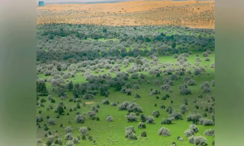 IUCN ग्रीन सूची: अब्दुल अजीज रॉयल रिजर्व के लिए वैश्विक मान्यता IUCN ग्रीन सूची: अब्दुल अजीज रॉयल रिजर्व के लिए वैश्विक मान्यता