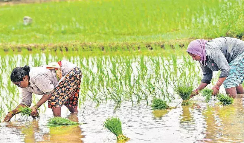 धान की खेती से तेलंगाना के जल संसाधनों पर दबाव