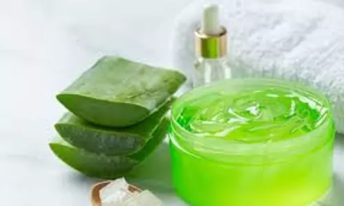 aloe vera gel: क्या सर्दियों में भी त्वचा पर एलोवेरा जेल लगाया जा सकता है, 5 पॉइंट्स में जानें इसका असर aloe vera gel: क्या सर्दियों में भी त्वचा पर एलोवेरा जेल लगाया जा सकता है, 5 पॉइंट्स में जानें इसका असर