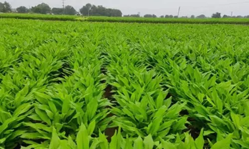 Telangana: किसानों को हल्दी बोर्ड से शीघ्र कार्रवाई की उम्मीद
