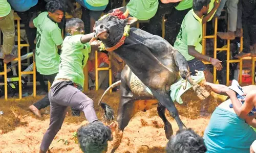 Tamil Nadu: तिरुचि गांव के पेरियासुरियूर में जल्लीकट्टू के दौरान बैल की मौत