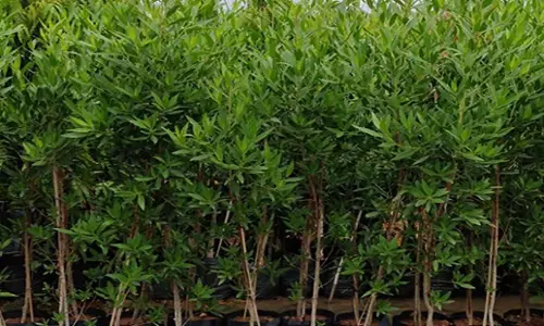 Tamil Nadu: तमिलनाडु सरकार ने विदेशी कोनोकार्पस पौधों को बदलने का आदेश जारी किया