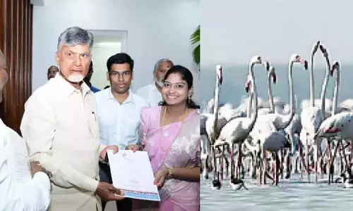 Andhra: फ्लेमिंगो उत्सव के लिए तैयारियां तेज गति से चल रही Andhra: फ्लेमिंगो उत्सव के लिए तैयारियां तेज गति से चल रही