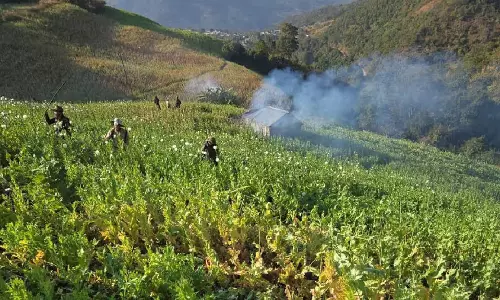 Manipur: चुराचांदपुर में 8.8 एकड़ अफीम की खेती नष्ट की गई Manipur: चुराचांदपुर में 8.8 एकड़ अफीम की खेती नष्ट की गई