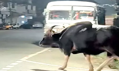 Ponda में जंगली बाइसन से दहशत, बढ़ते मानव-पशु संघर्ष पर प्रकाश डाला