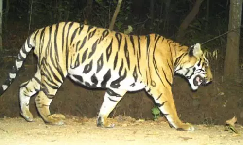 Baripada सिमिलिपल बड़ी बिल्लियाँ खतरे में