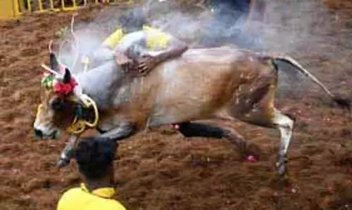तिरुचि के सुरियूर में जल्लीकट्टू: एक बैल की मौत, 87 घायल