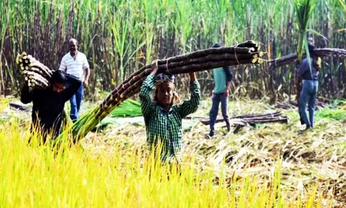Karnataka: गन्ना बिल 4,482 करोड़ रुपये बकाया