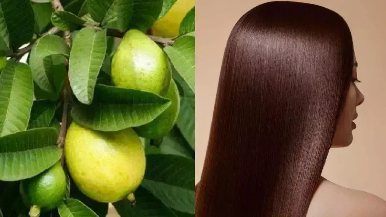 Lifestyle: बालों की अच्छी ग्रोथ के लिए इस्तेमाल करें अमरूद के पत्ते Lifestyle: बालों की अच्छी ग्रोथ के लिए इस्तेमाल करें अमरूद के पत्ते