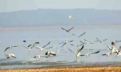 NGT ने वन्यजीव अधिकारियों से एक महीने के भीतर पौंग वेटलैंड का नक्शा सौंपने को कहा