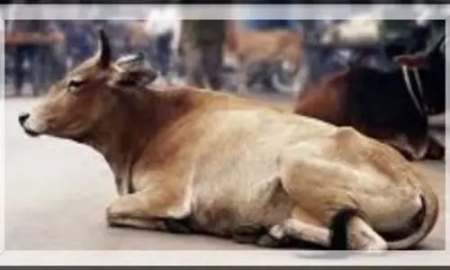 Goa में आवारा गाय के हमले से स्पेनिश पर्यटकों की सपनों की छुट्टियां दुःस्वप्न में बदली Goa में आवारा गाय के हमले से स्पेनिश पर्यटकों की सपनों की छुट्टियां दुःस्वप्न में बदली