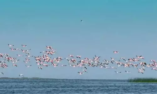 18 January से भीतरकनिका में पक्षी गणना होगी शुरू