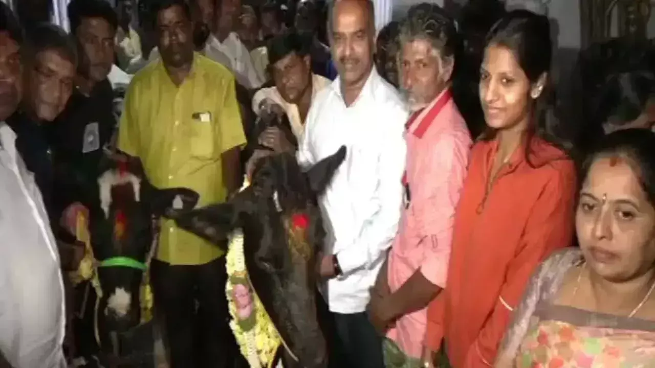 भाजपा सांसद ने गाय मालिक को नई गायें भेंट कीं भाजपा सांसद ने गाय मालिक को नई गायें भेंट कीं