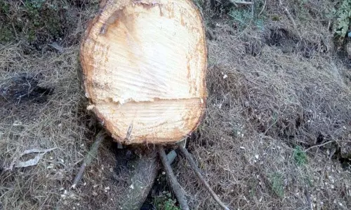 Bani में बड़े पैमाने पर हरियाली की कटाई, 150 से अधिक स्लीपर की तस्करी