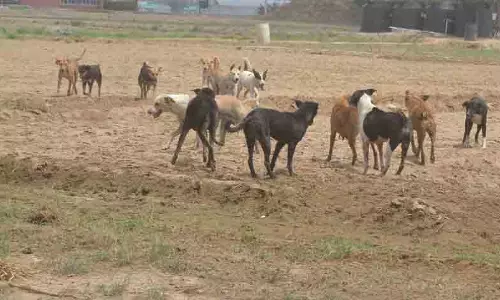 Hasanpur गांव में निजी कंपनी करेगी कुत्तों की नसबंदी Hasanpur गांव में निजी कंपनी करेगी कुत्तों की नसबंदी