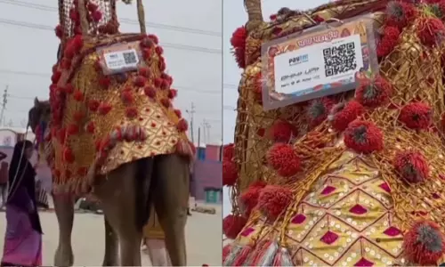 पीठ पर क्यूआर कोड लगाकर चलता दिखा ऊंट, देखें VIDEO...