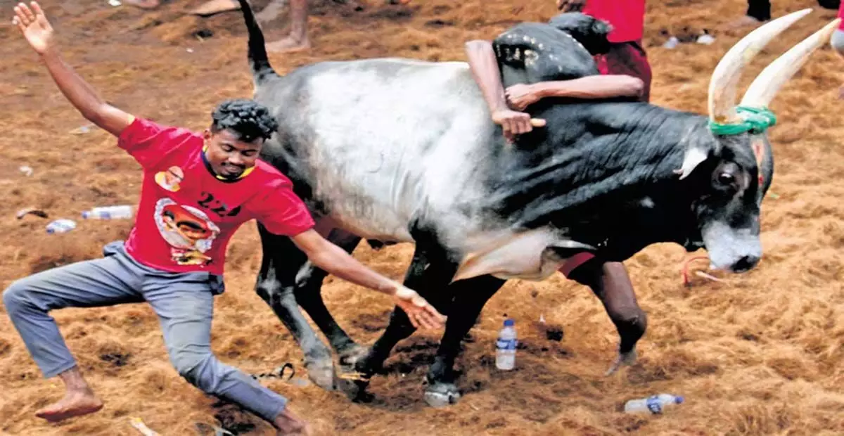 Tamil Nadu: तमिलनाडु में बैल खेल में छह लोगों की मौत