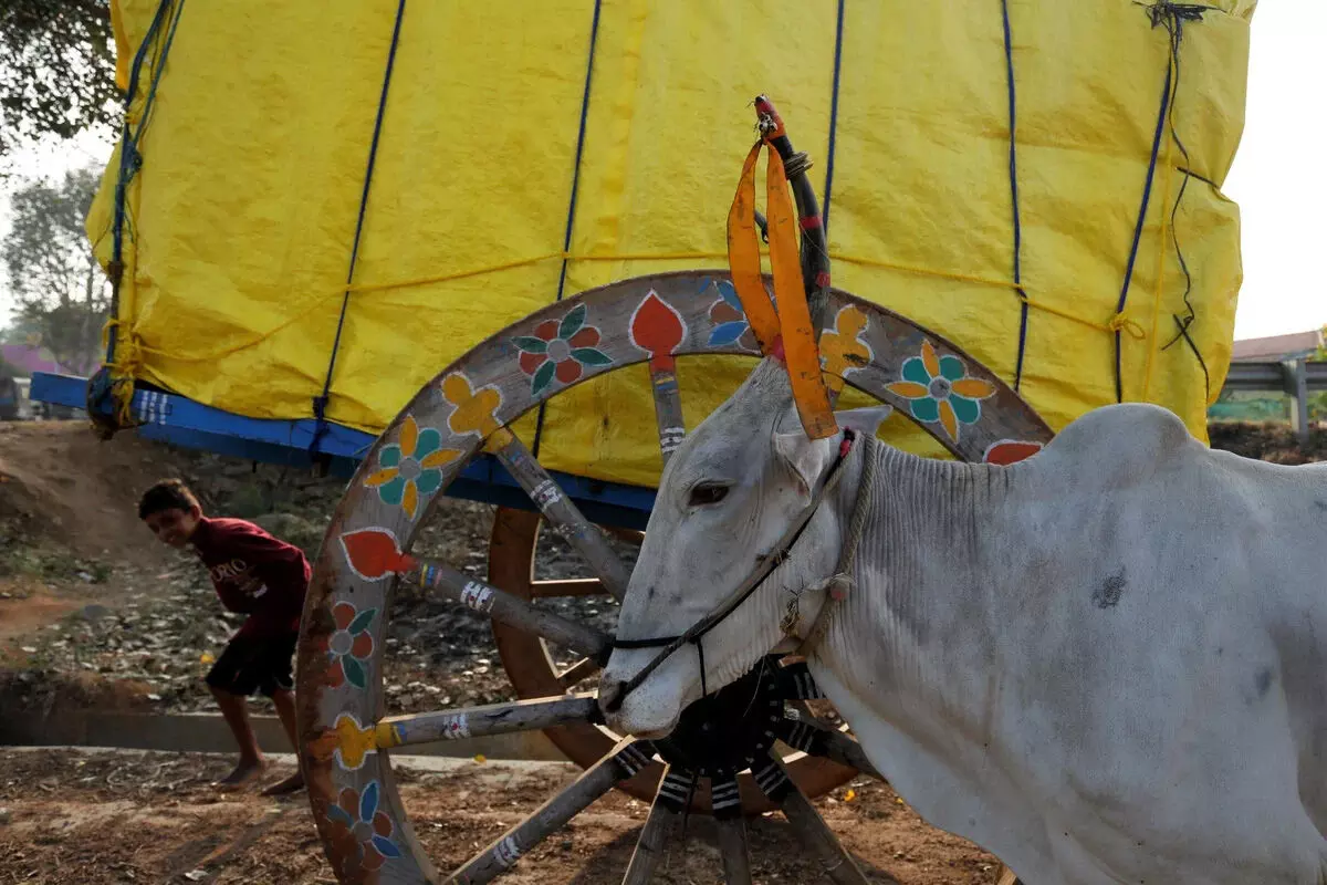 Karnataka: बदमाशों ने बैल की पूंछ काटी; नंजनगुड में अमानवीय घटना