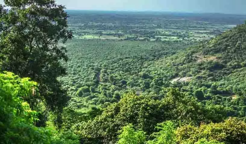 Amrabad टाइगर रिजर्व से चार गांवों को स्थानांतरित करने के लिए एक लाख से अधिक पेड़ काटे जाएंगे