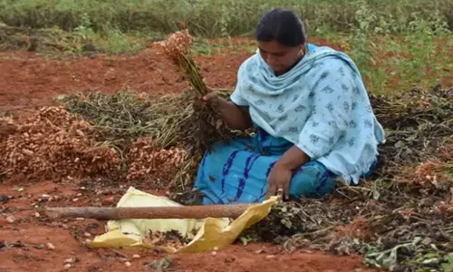 Odisha: किसानों को भारी कीट प्रकोप के कारण नुकसान का सामना करना पड़ रहा Odisha: किसानों को भारी कीट प्रकोप के कारण नुकसान का सामना करना पड़ रहा