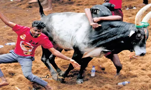 Tamil Nadu: तमिलनाडु में बैल खेल में छह लोगों की मौत Tamil Nadu: तमिलनाडु में बैल खेल में छह लोगों की मौत