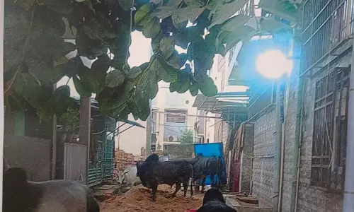 शर्मा परिवार मोहल्ले में फैला रहा गंदगी, बीमारी का खतरा शर्मा परिवार मोहल्ले में फैला रहा गंदगी, बीमारी का खतरा