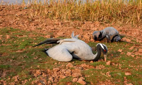 Jaisalmer: प्रवासी पक्षियों की मौत के बाद आई जांच रिपोर्ट से दहशत