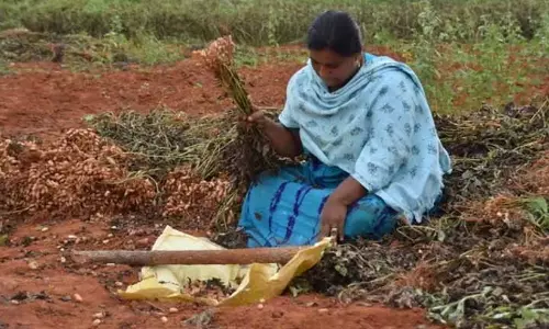 Odisha में मूंगफली की फसल को कीटों के गंभीर संक्रमण से नुकसान Odisha में मूंगफली की फसल को कीटों के गंभीर संक्रमण से नुकसान