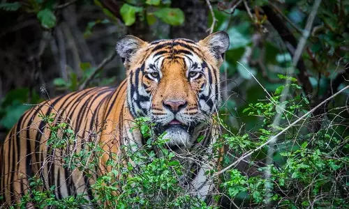Odisha: बाघ अभयारण्य की सुरक्षा के लिए सशस्त्र पुलिसकर्मी तैनात Odisha: बाघ अभयारण्य की सुरक्षा के लिए सशस्त्र पुलिसकर्मी तैनात