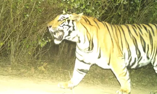 बाघों की बिरादरी में बढ़ोतरी, CG वन विभाग ने की पुष्टि बाघों की बिरादरी में बढ़ोतरी, CG वन विभाग ने की पुष्टि