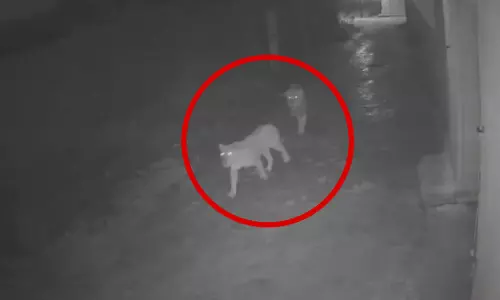 सोशल मीडिया पर शेर मचा रहे हैं धूम, शिकार का Video वायरल