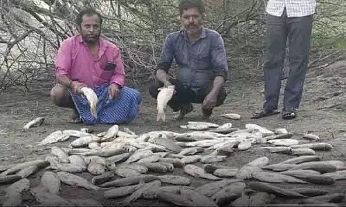 Sircilla में टैंक में छह क्विंटल मछलियां मर गईं