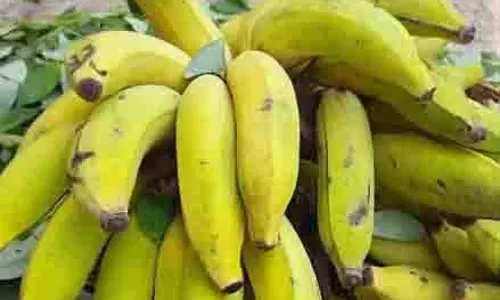 Manipur : केले पकाने के लिए रासायनिक चीजों का इस्तेमाल करने वाले दो लोग गिरफ्तार