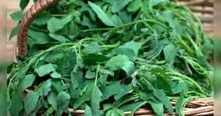 Health: किन लोगों की सेहत के लिए हानिकारक साबित हो सकता है बथुआ Health: किन लोगों की सेहत के लिए हानिकारक साबित हो सकता है बथुआ