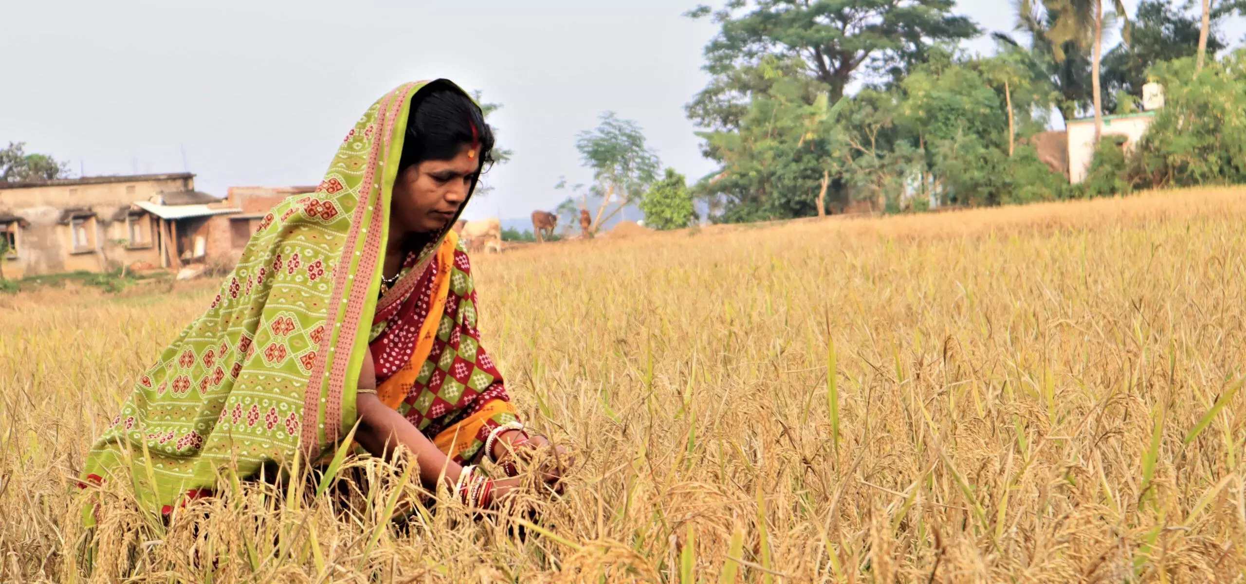 Odisha: किसान लगातार कष्ट झेल रहे समस्याएं खत्म होने का नाम नहीं ले रही